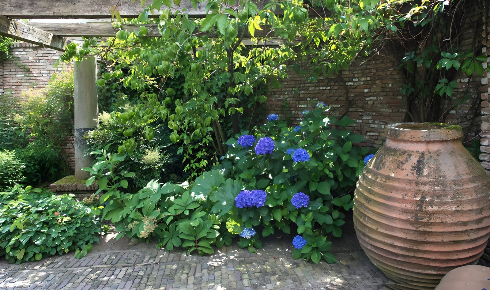 PDGIT1088726: Ortensie blu e giara sotto il pergolato
