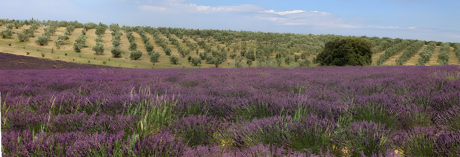 PDGIT7147603: Campo di fiori viola tra dolci colline