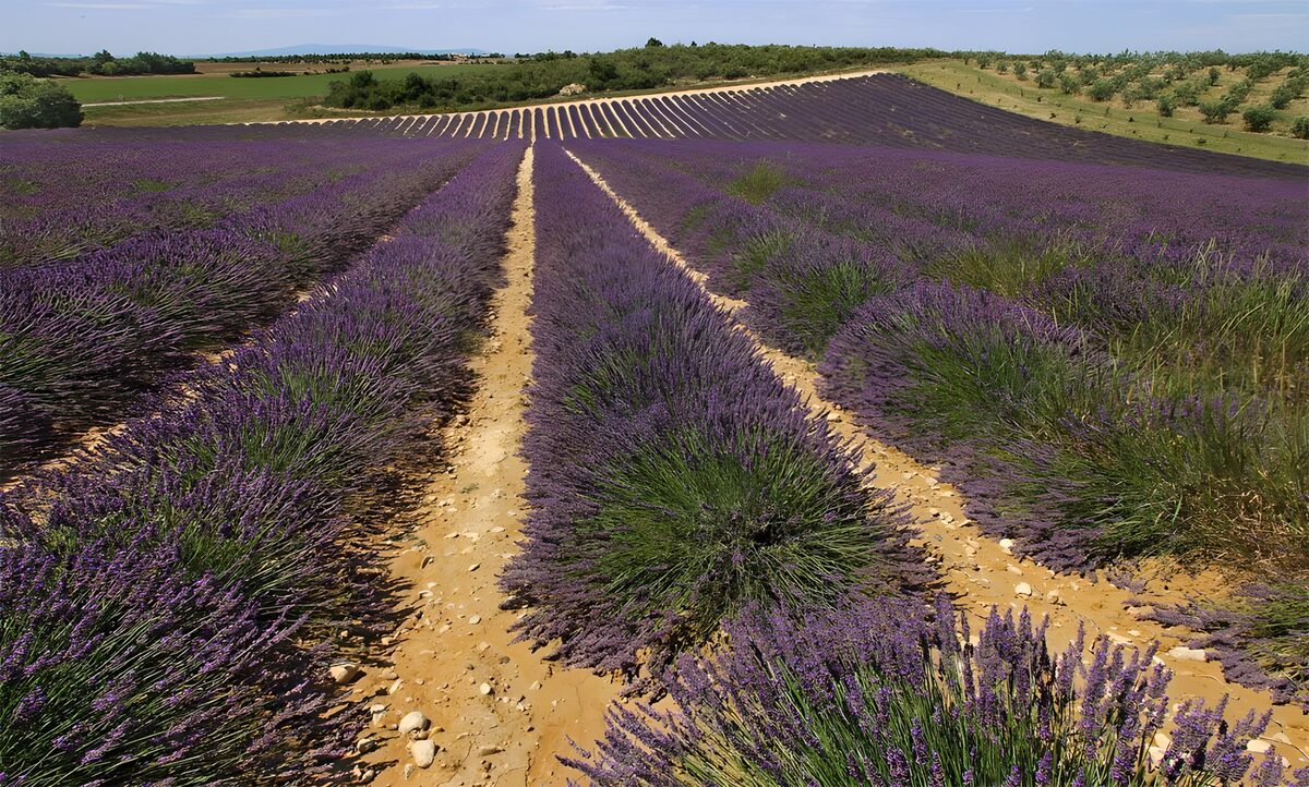 PDGIT8894610: Filari di lavanda sulle colline