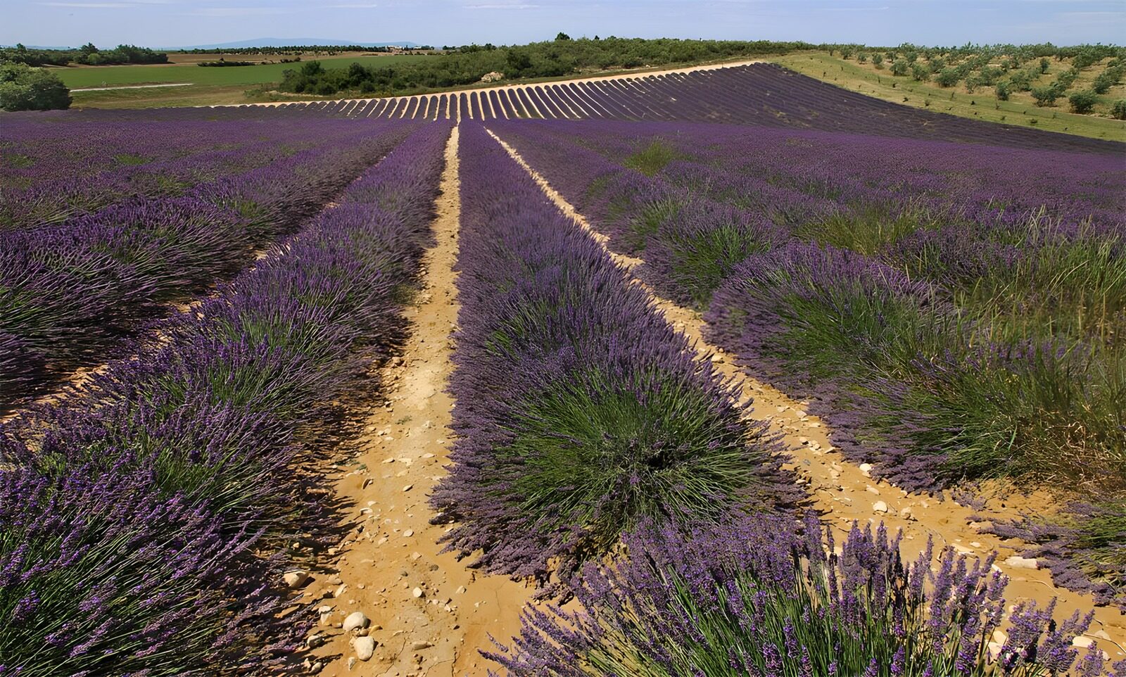 PDGIT8894610: Filari di lavanda sulle colline