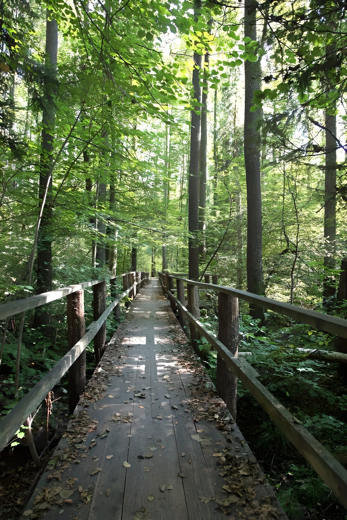 PDGIT1724356: Un filo di legno nel silenzio del bosco