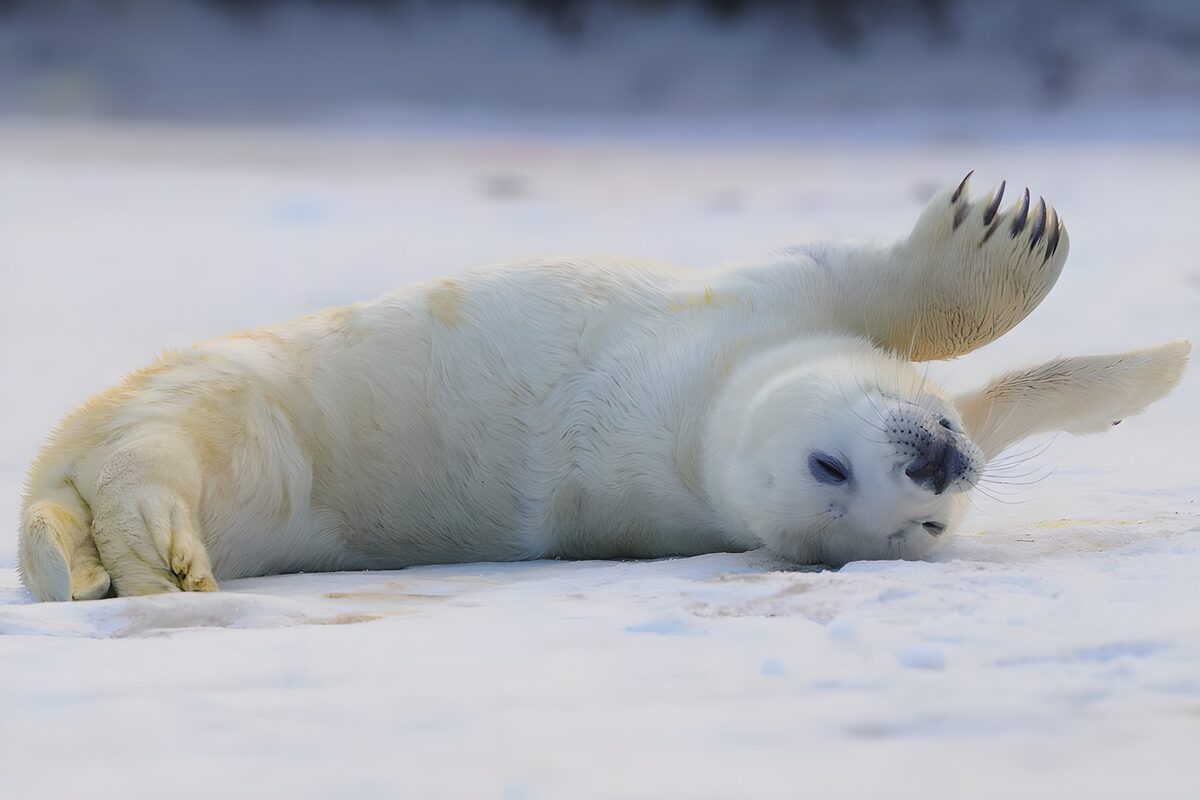 PDGIT7093285: Cucciolo di foca a riposo sulla neve