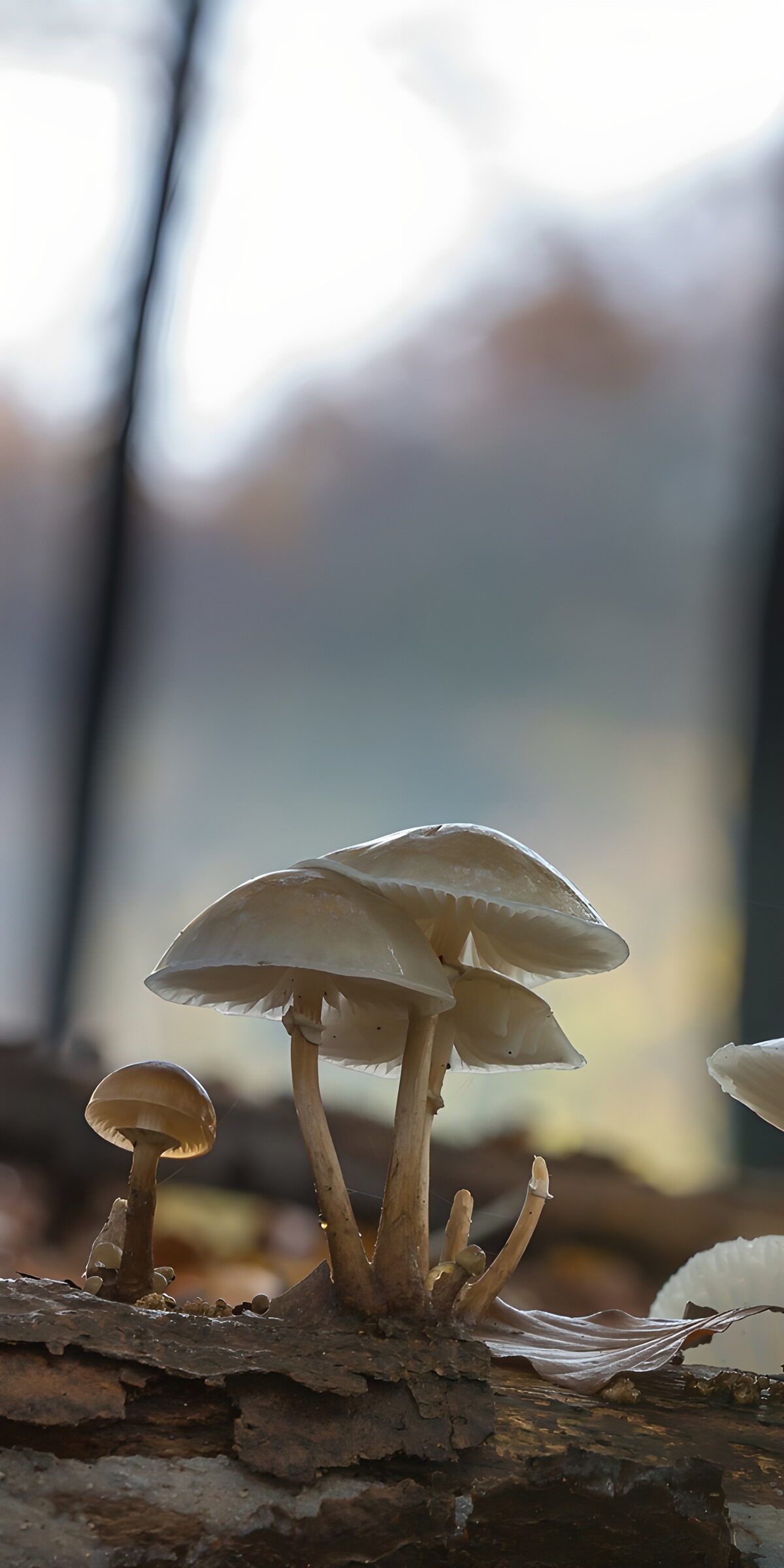 PDGIT7078657: Funghi chiari sul tronco in controluce
