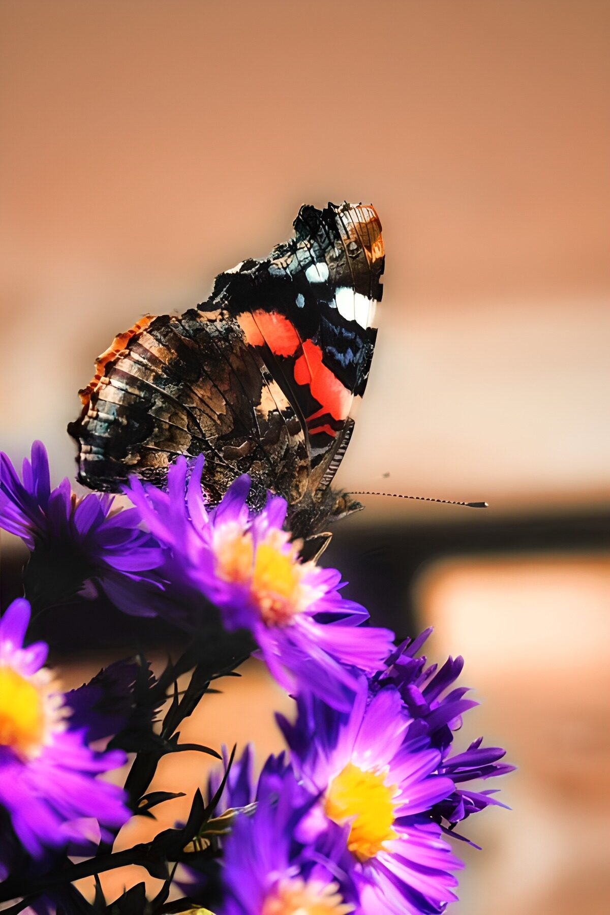 PDGIT5363161: Farfalla sui fiori viola al sole