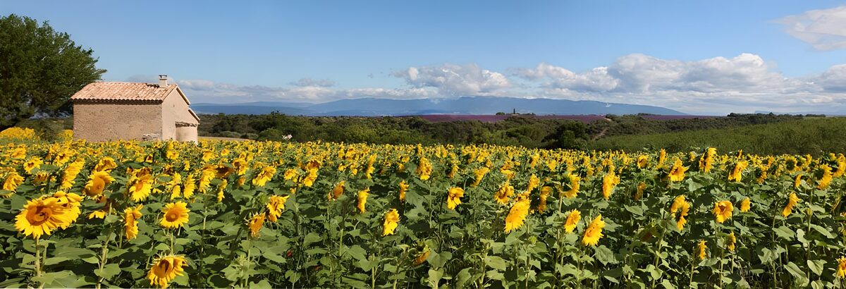 Campo di girasoli sotto il cielo estivo
