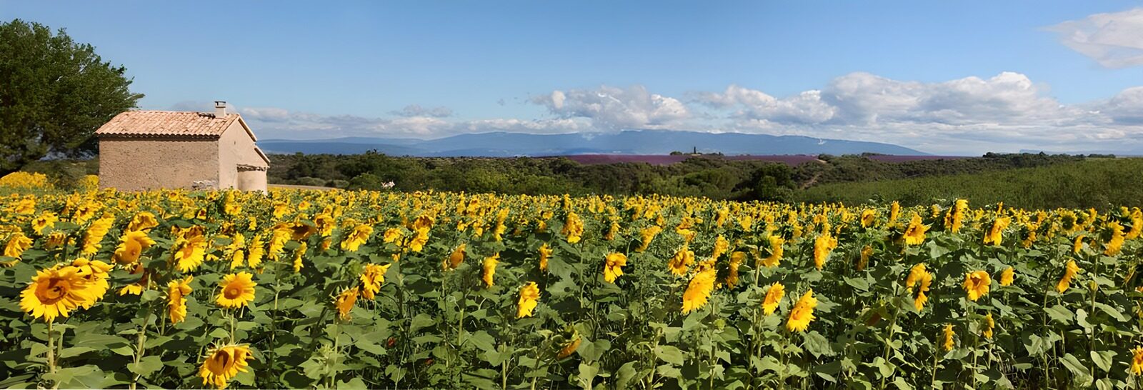 PDGIT5548169: Campo di girasoli sotto il cielo estivo