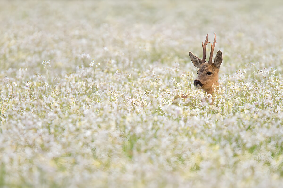 Capriolo in ascolto tra i fiori bianchi