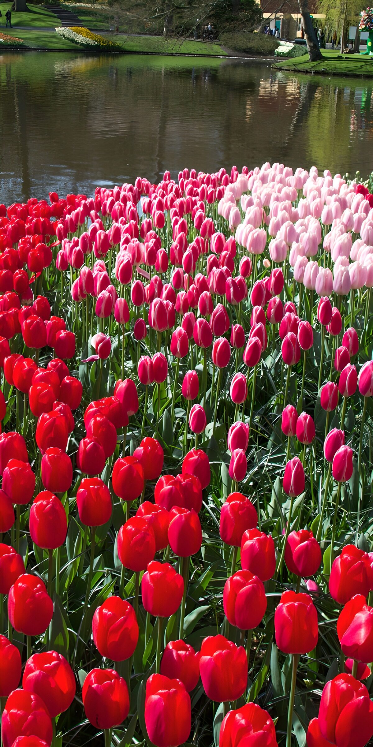 PDGIT2577016: Tulipani rossi e rosa sul laghetto