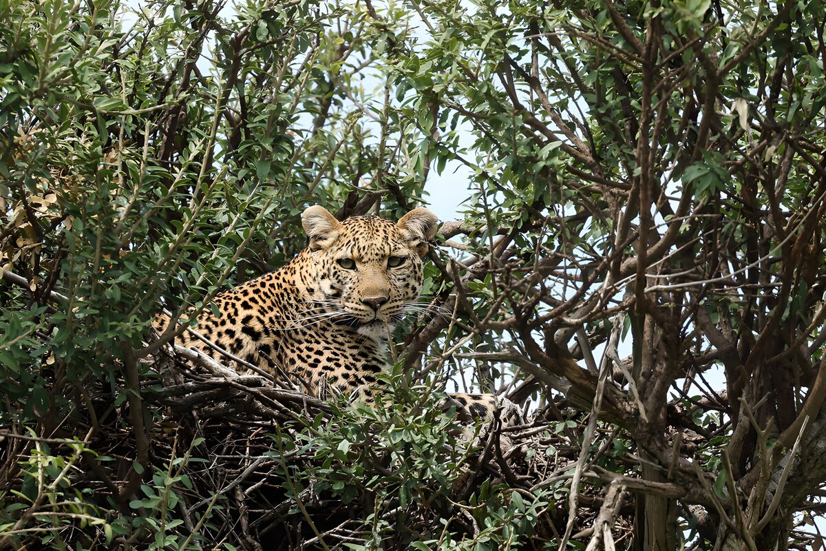 PDGIT8512947: Leopardo a riposo tra i rami