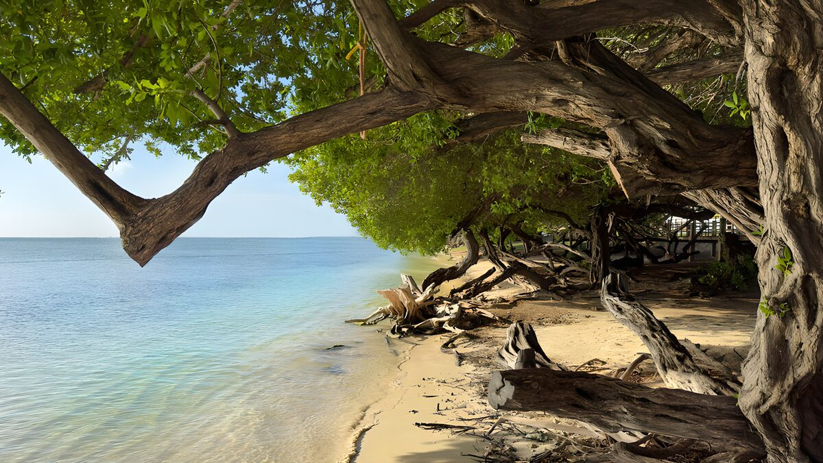 Spiaggia all’ombra di grandi alberi