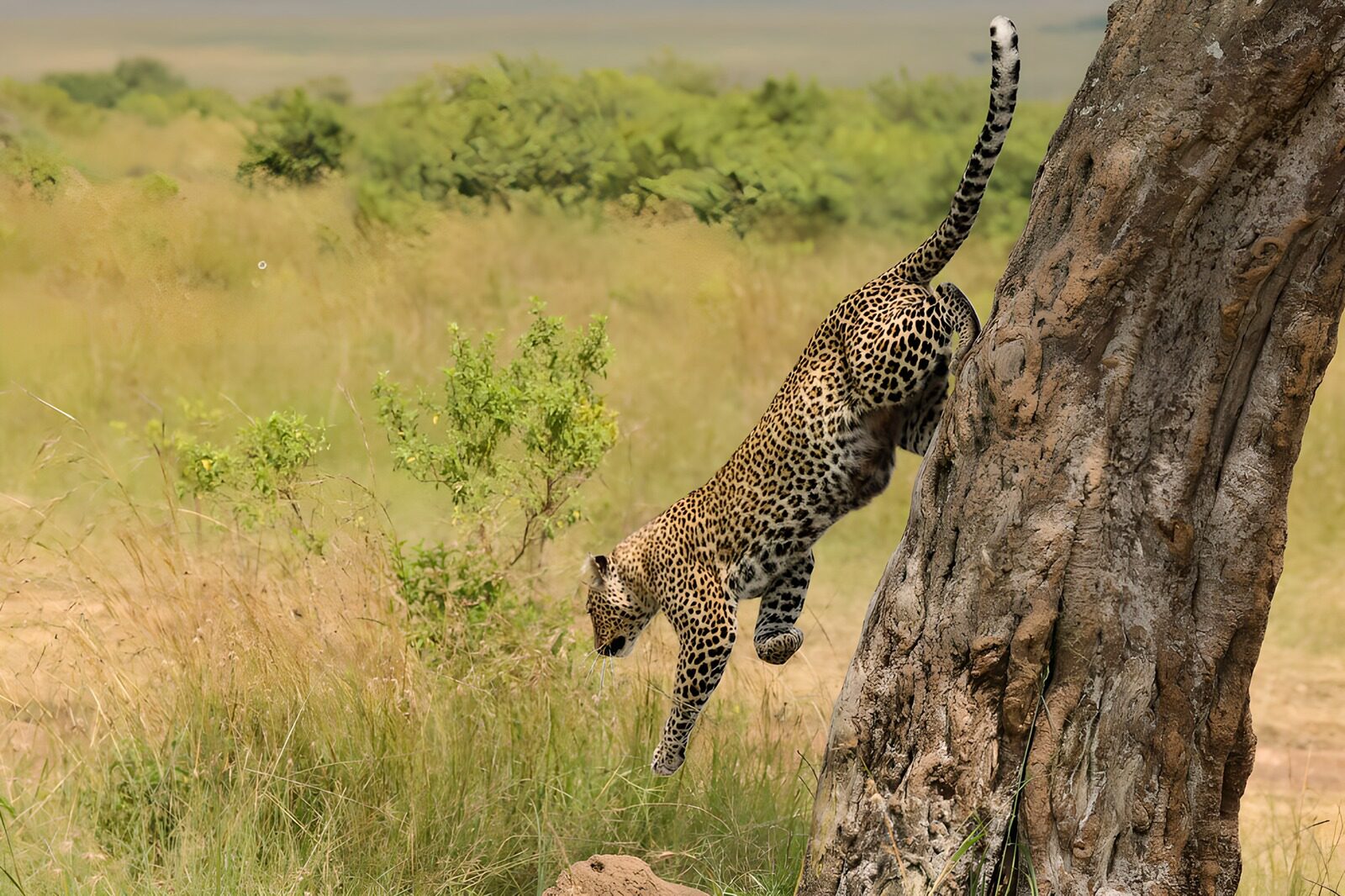 PDGIT4263029: Leopardo in discesa dal grande tronco