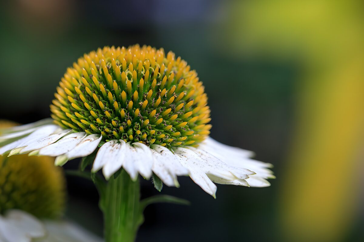PDGIT7020318: Echinacea bianca in primo piano