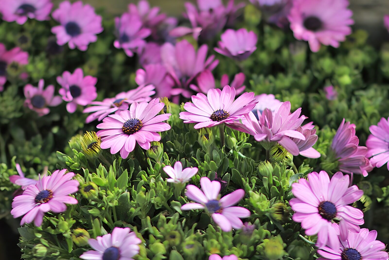 PDGIT3047239: Margherite africane rosa al sole