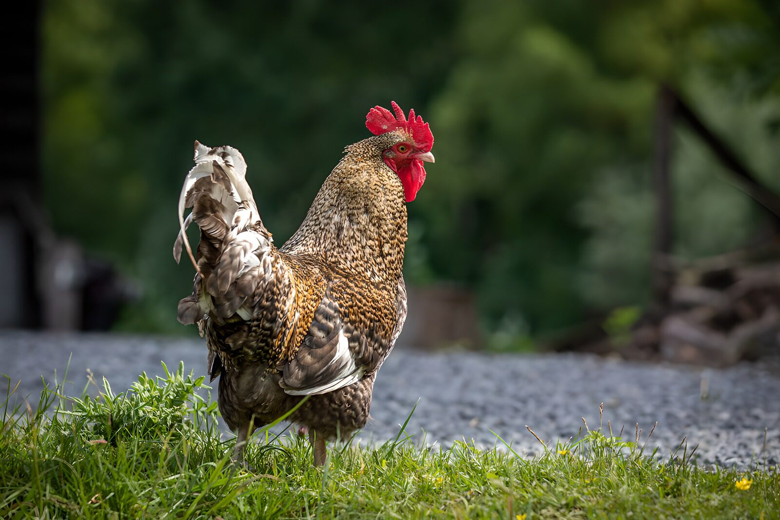 PDGIT3679461: Gallo dal piumaggio dorato nell’erba