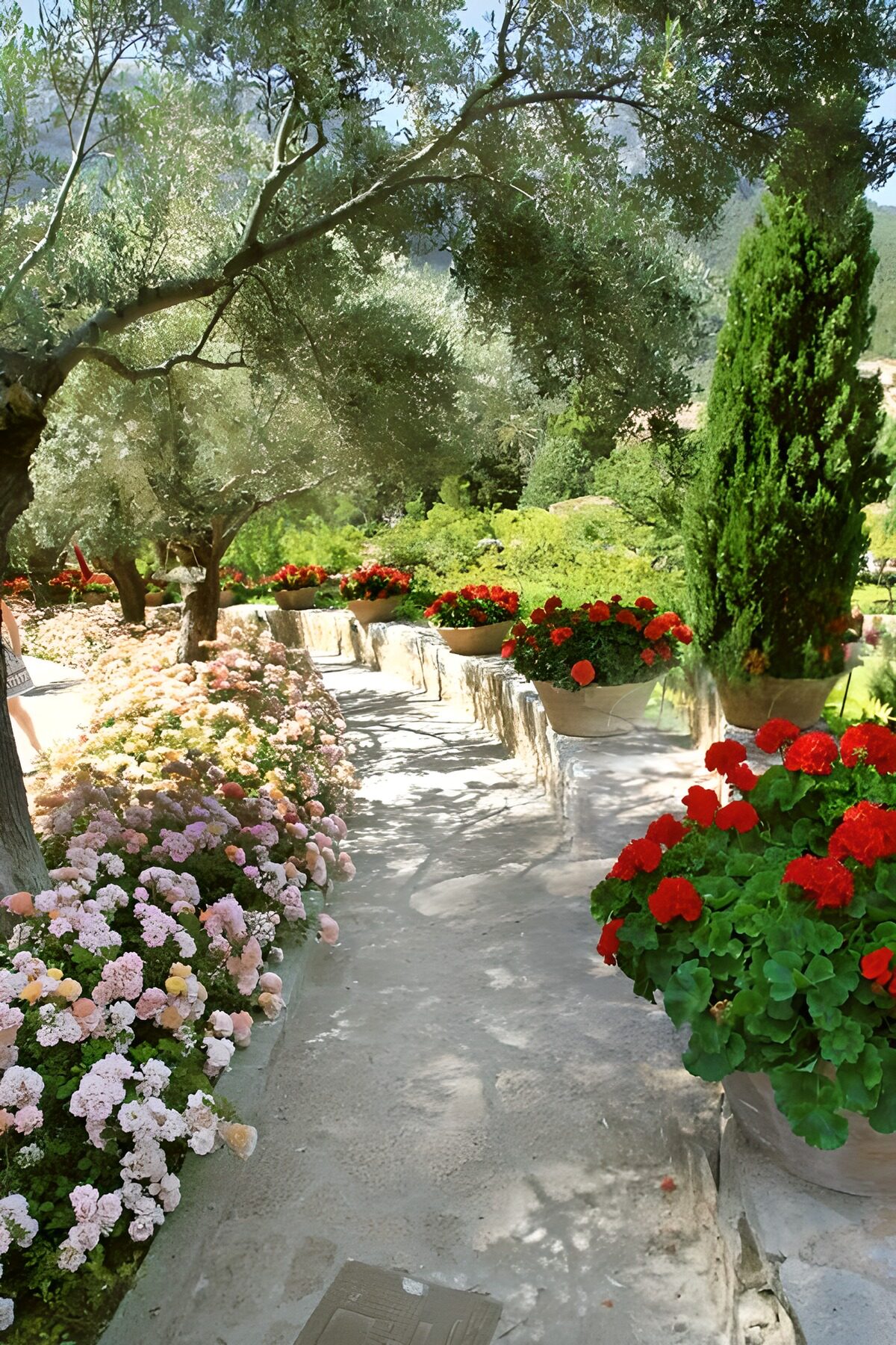 PDGIT4795293: Vialetto tra fiori e ulivi