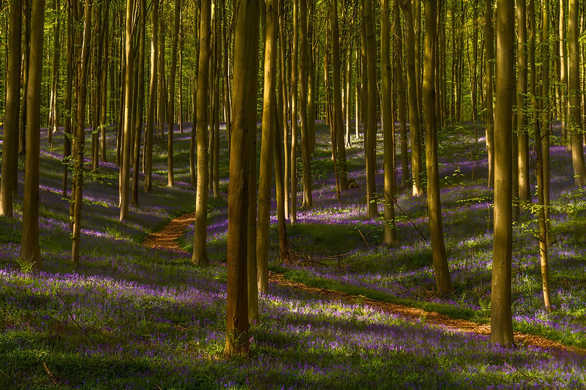 PDGIT9846803: Sentiero nel bosco tra fiori viola