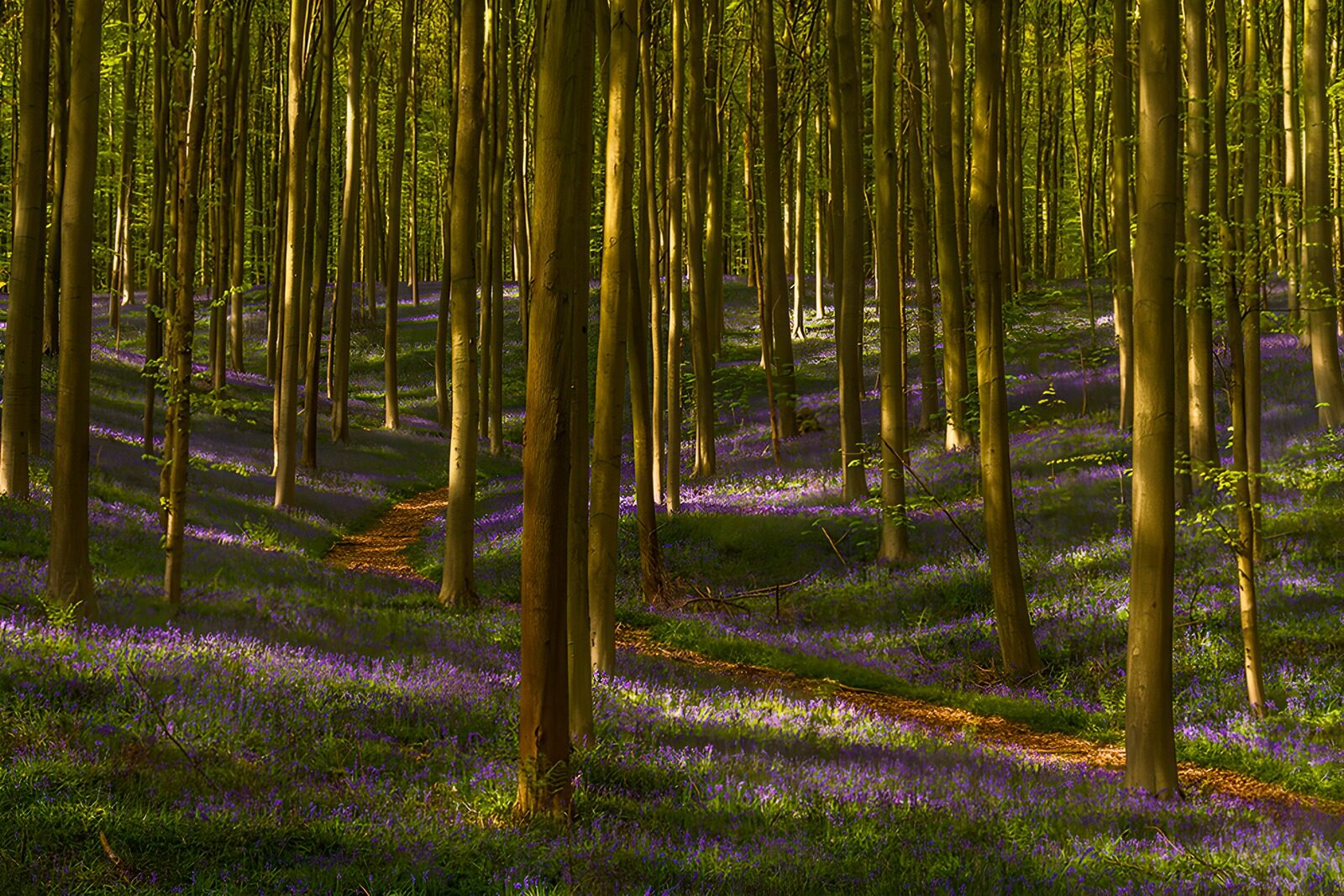 PDGIT9846803: Sentiero nel bosco tra fiori viola