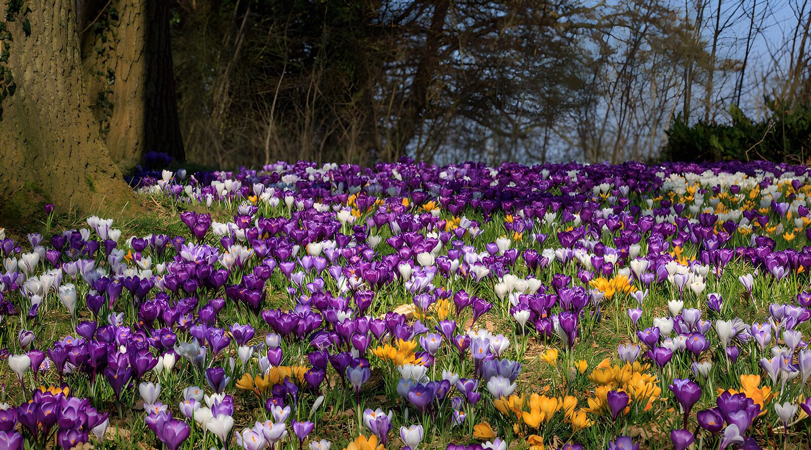 PDGIT5743575: Crocus viola, bianchi e gialli al sole