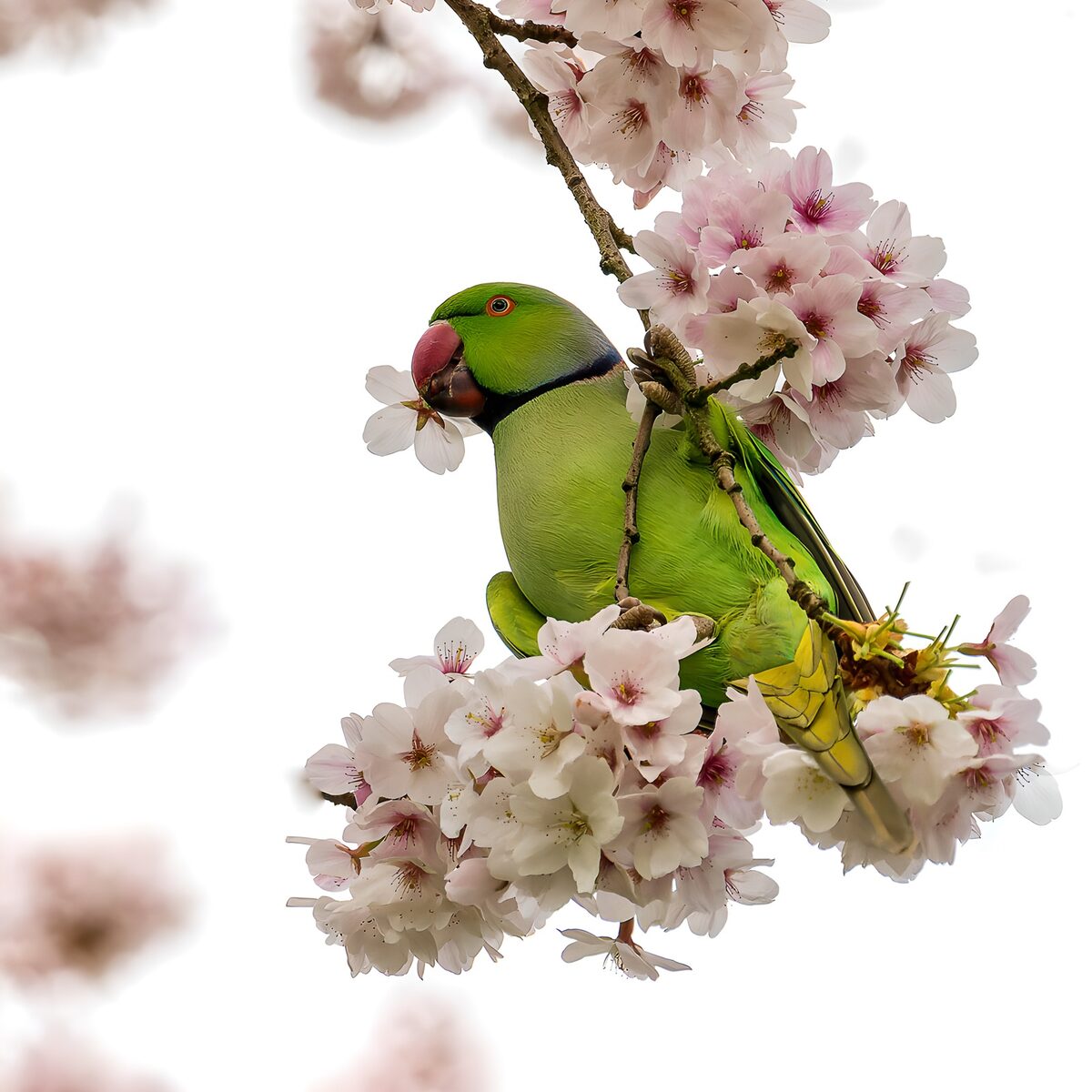 PDGIT3673140: Parrocchetto verde sul ciliegio in fiore