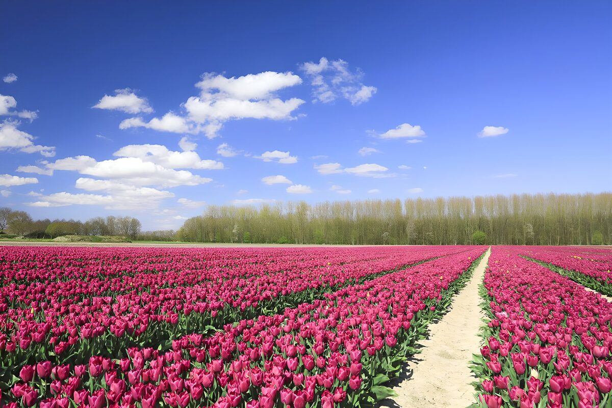 PDGIT2872887: Campo di tulipani rosa sotto il cielo azzurro