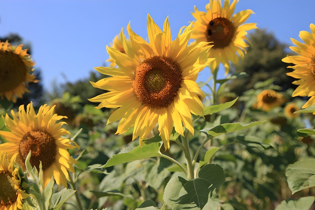 PDGIT8370452: Girasole in primo piano sotto il cielo blu