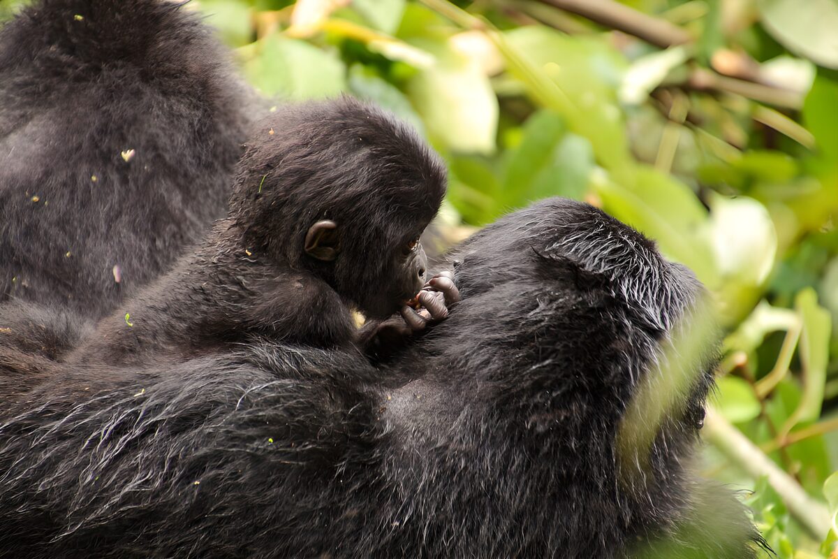 PDGIT1896853: Gorilla e cucciolo, vicini nel verde