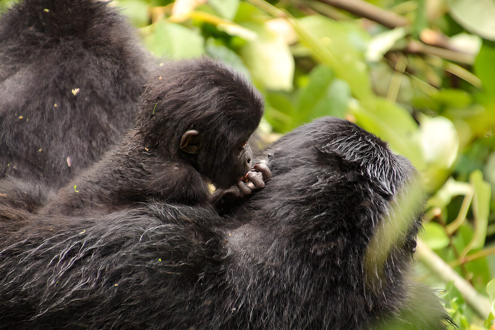 PDGIT1896853: Gorilla e cucciolo, vicini nel verde