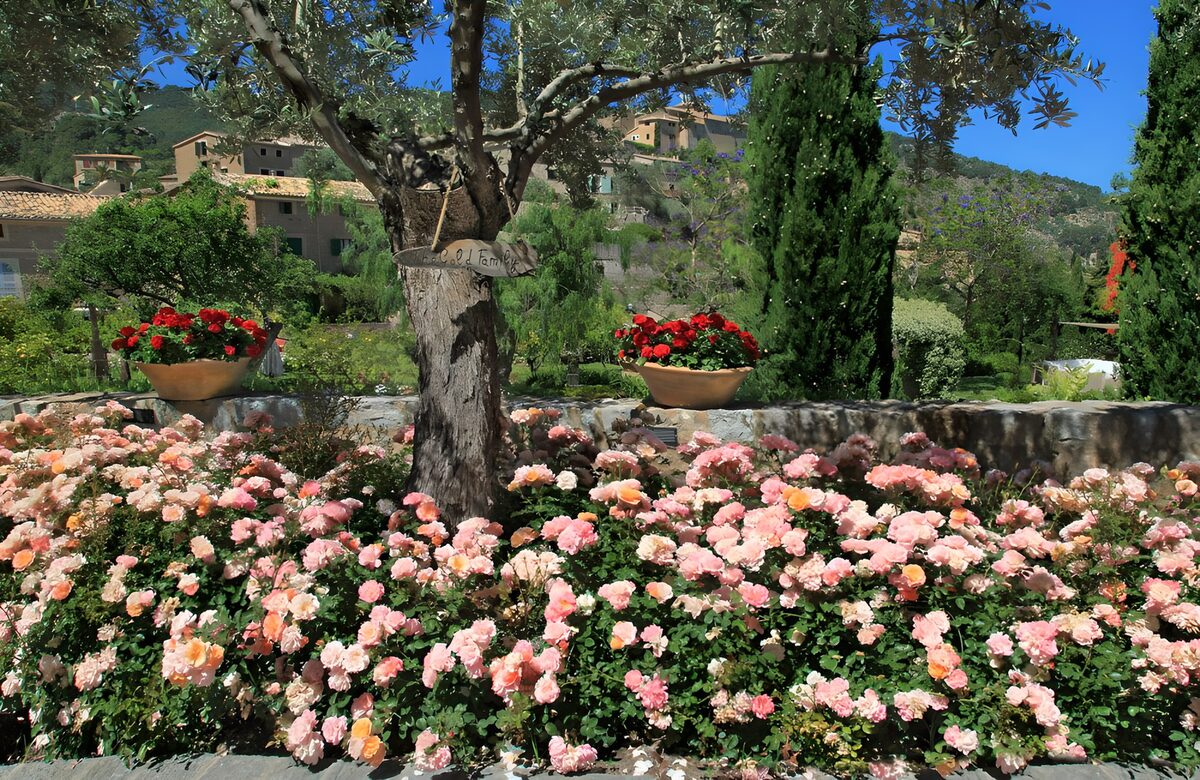 PDGIT8963222: Rose e ulivo nel giardino al sole