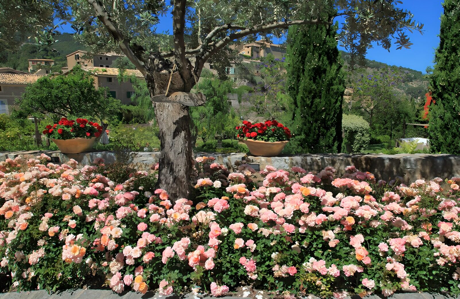 PDGIT8963222: Rose e ulivo nel giardino al sole