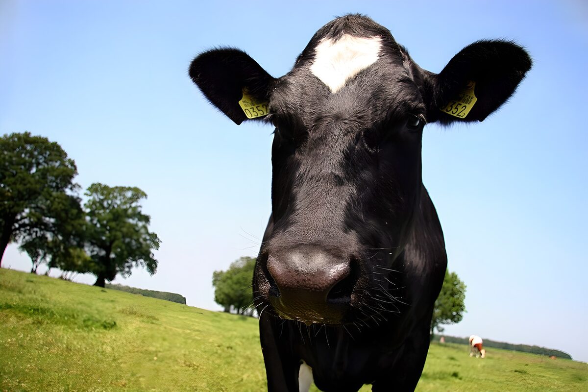 PDGIT8780848: Mucca nera in primo piano al pascolo