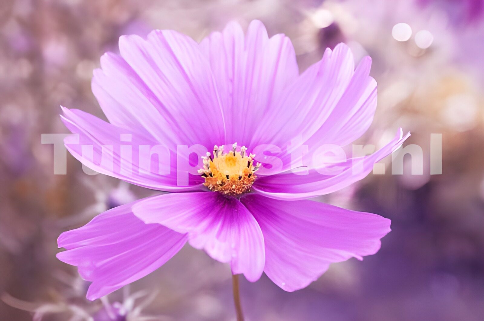 PDGIT7400541: Cosmea rosa in una luce soffusa