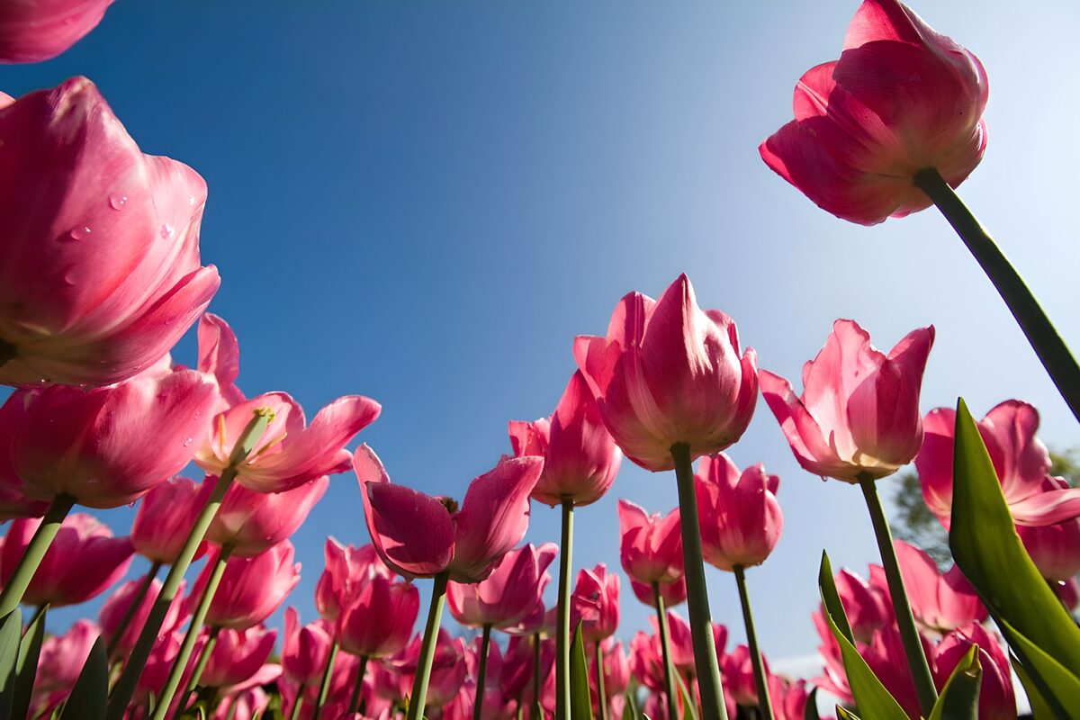 Tulipani rosa in controluce sul cielo blu