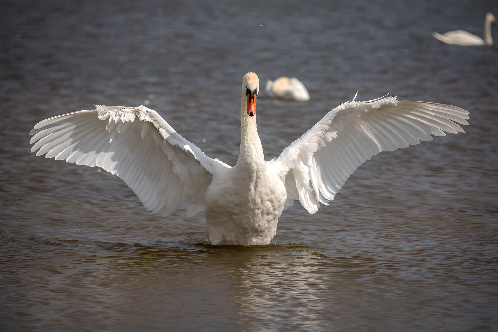 PDGIT4472770: Cigno reale ad ali spiegate