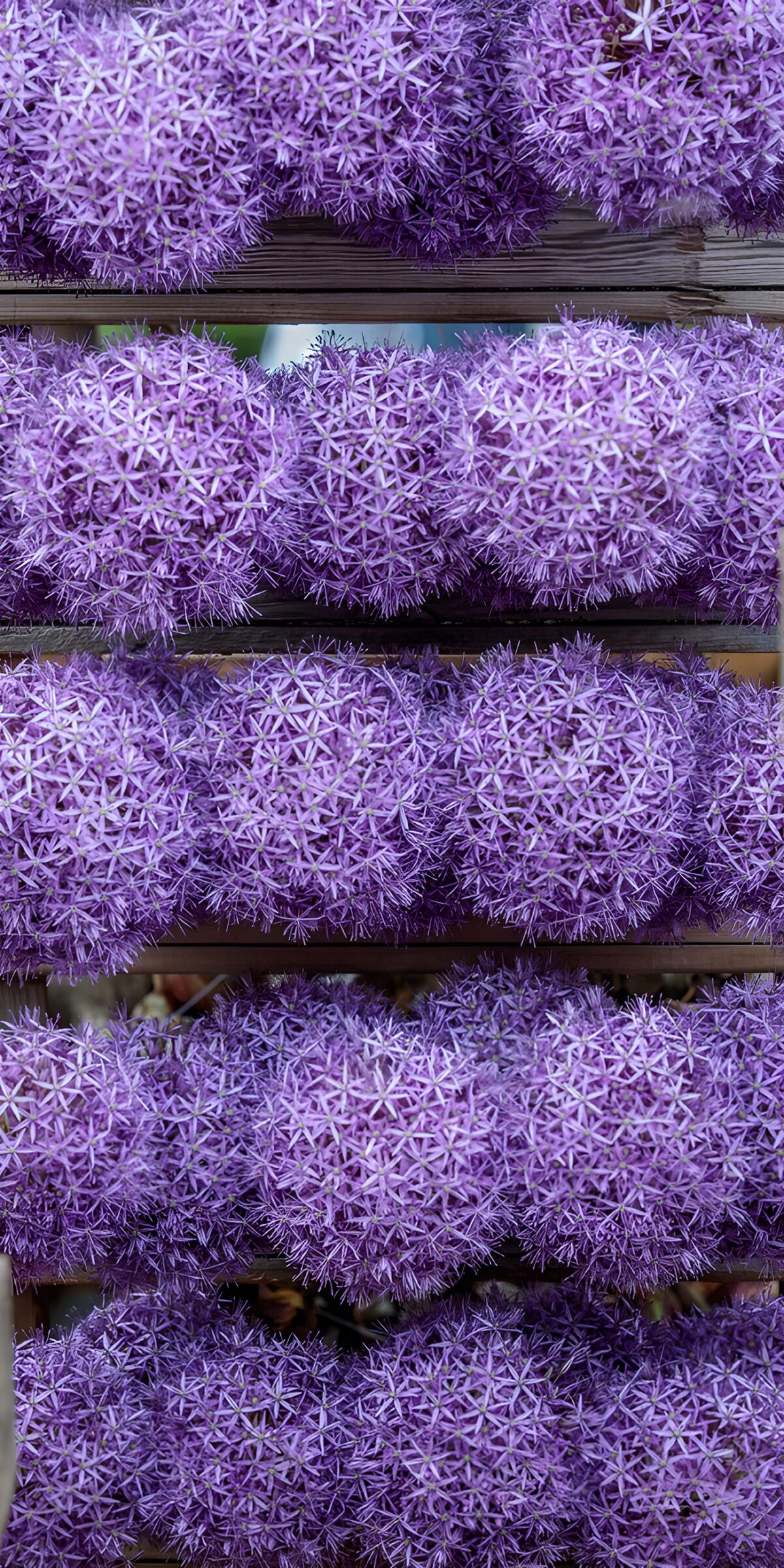 PDGIT6845939: Allium viola sul legno vissuto