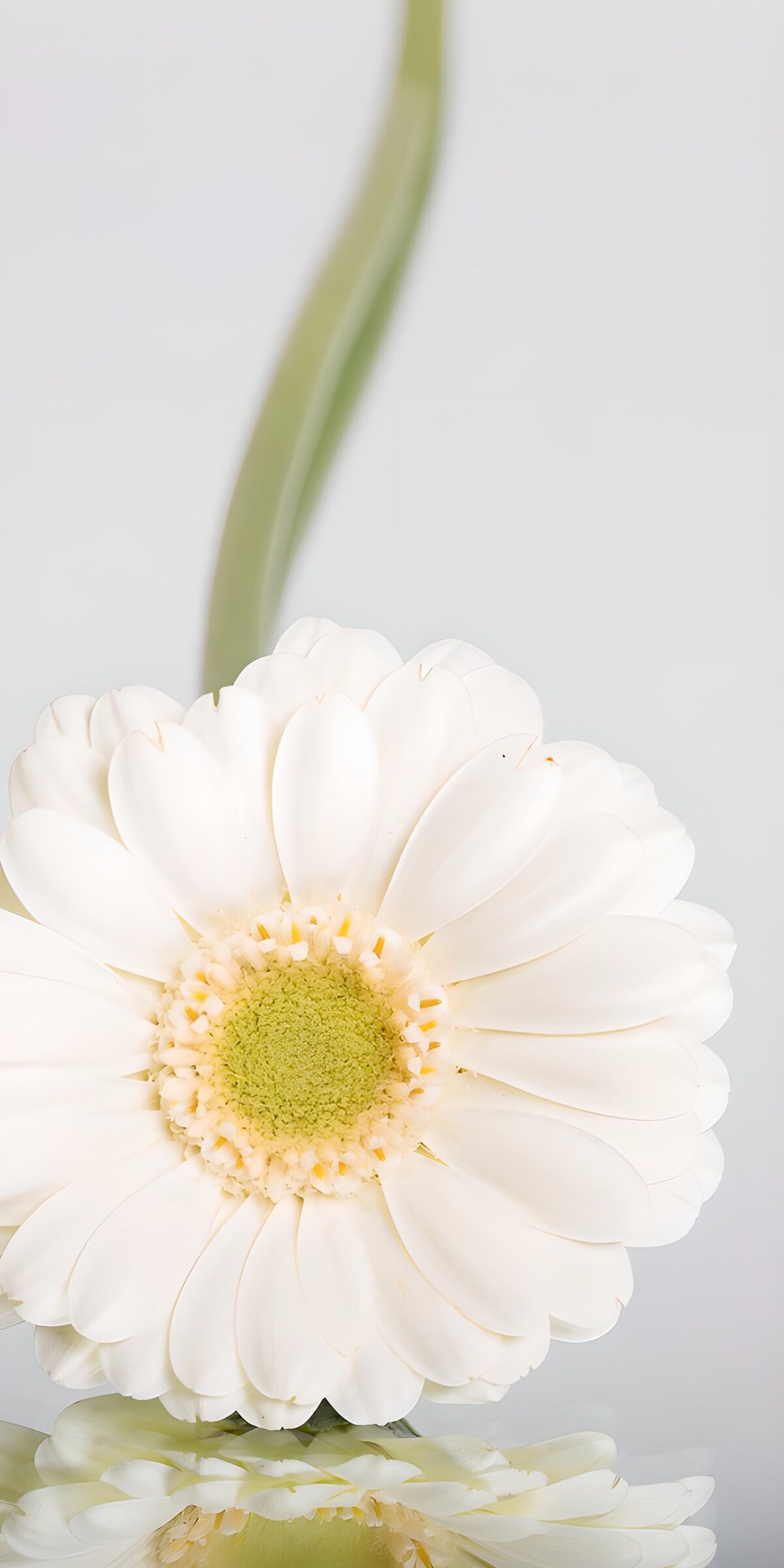 PDGIT1204380: Gerbera bianca con riflesso