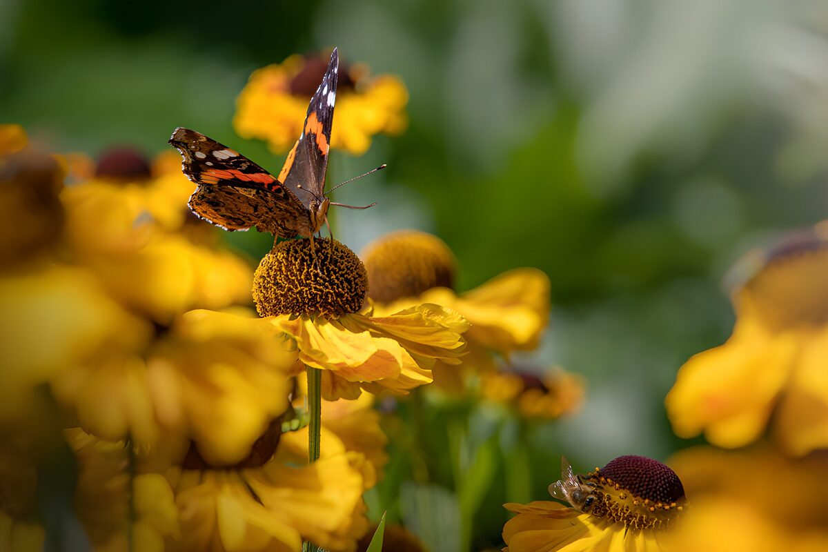 PDGIT6185324: Vanessa atalanta su un fiore giallo al sole