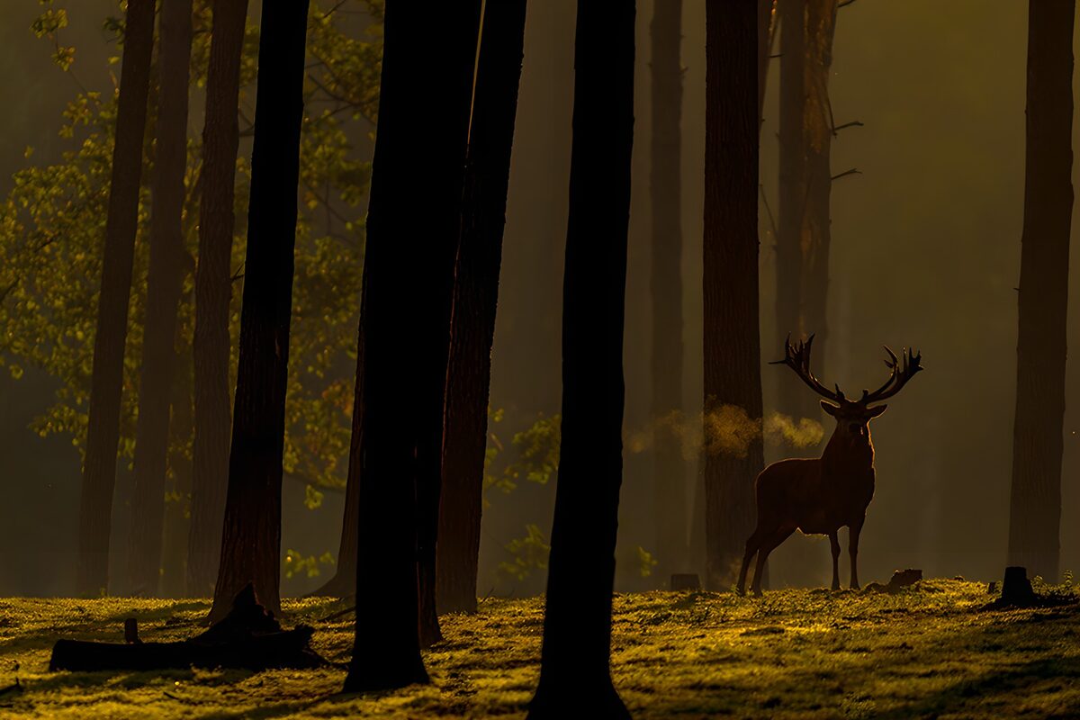 PDGIT8472368: Cervo in controluce nel bosco
