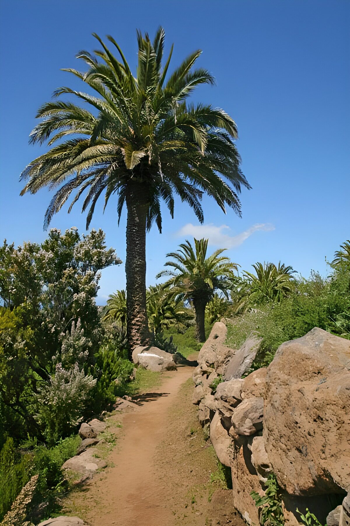 PDGIT2391547: Sentiero tra palme e rocce al sole