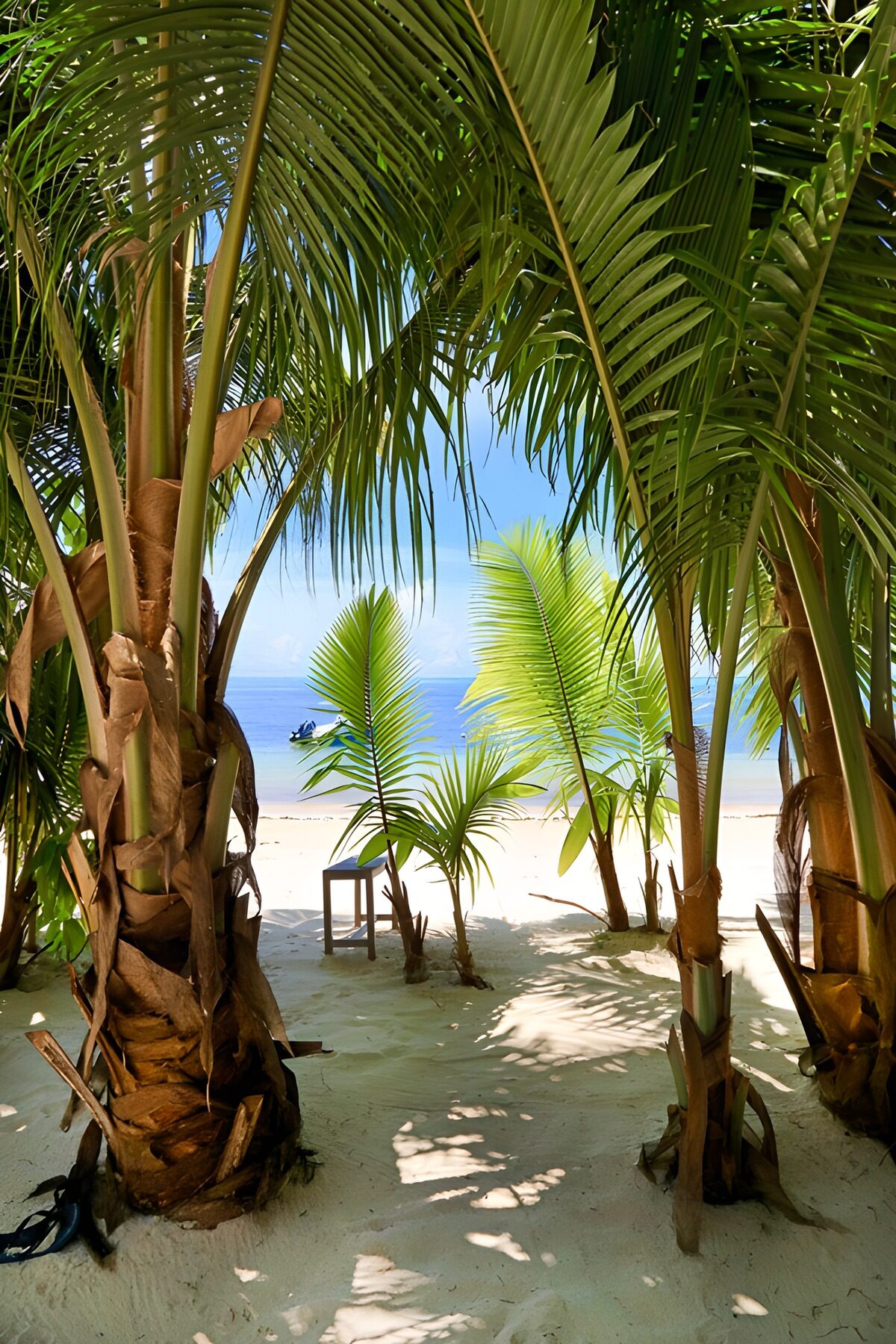 PDGIT9053242: Ai tropici, la spiaggia dietro le palme