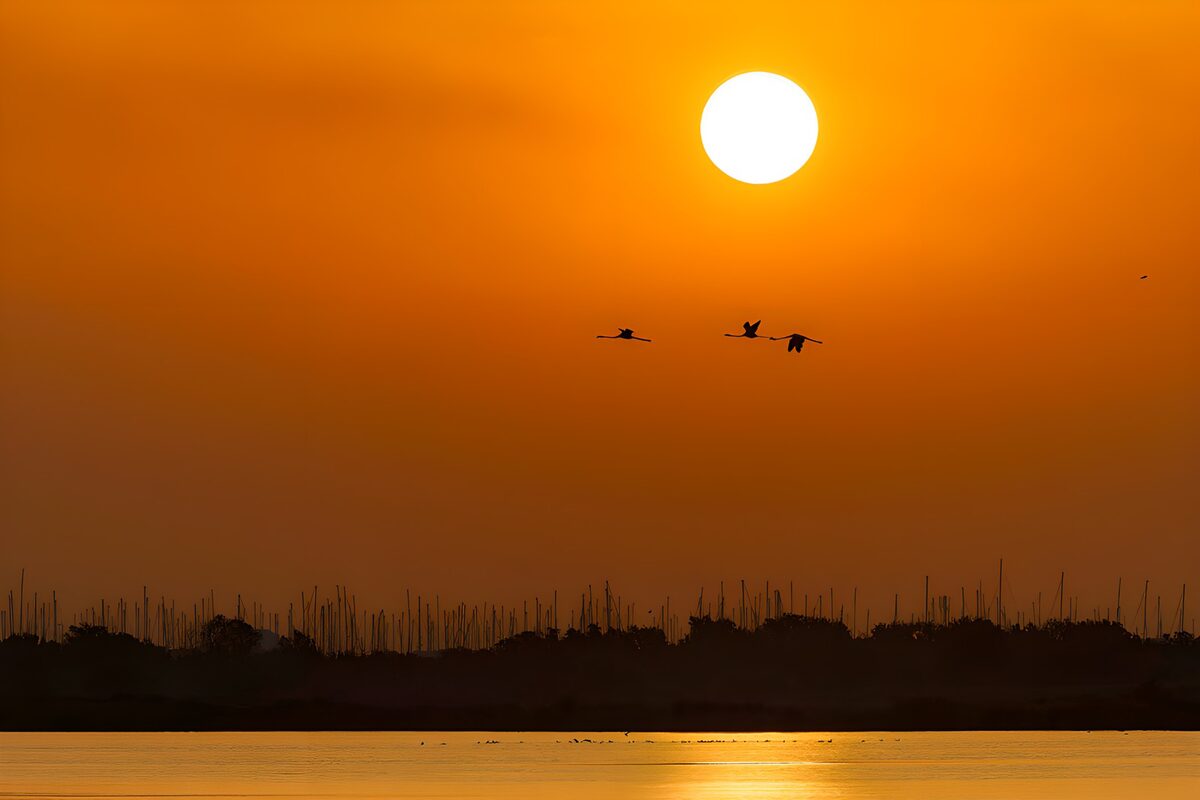 Uccelli in volo nel tramonto arancione