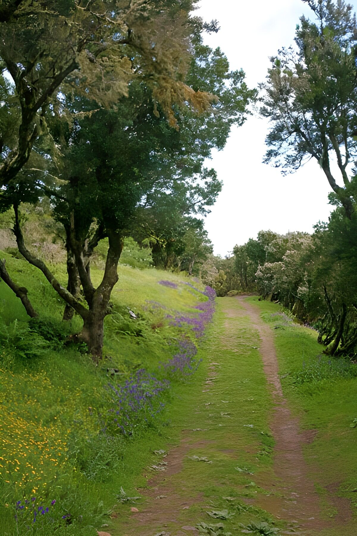 PDGIT7839618: Sentiero erboso tra alberi e fiori