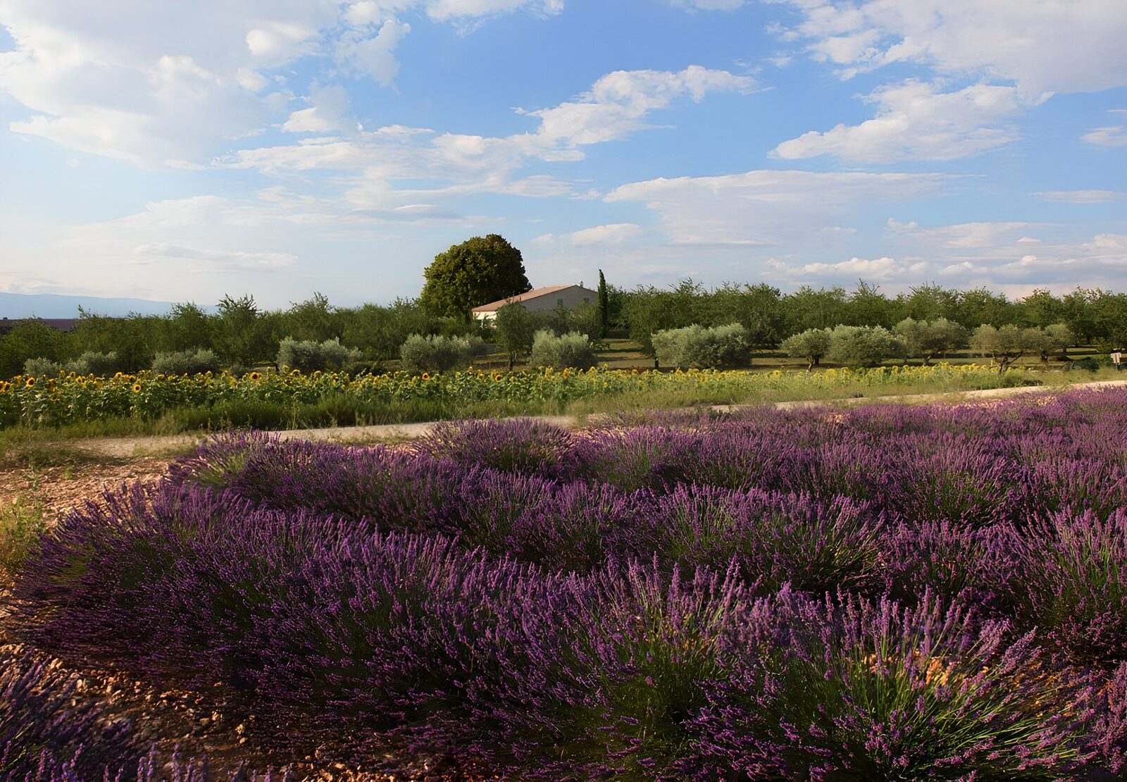 PDGIT2216713: Lavanda, girasoli e ulivi d’estate