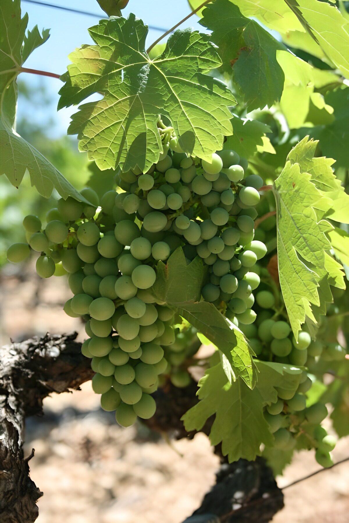 PDGIT9424329: Grappoli d’uva verde al sole
