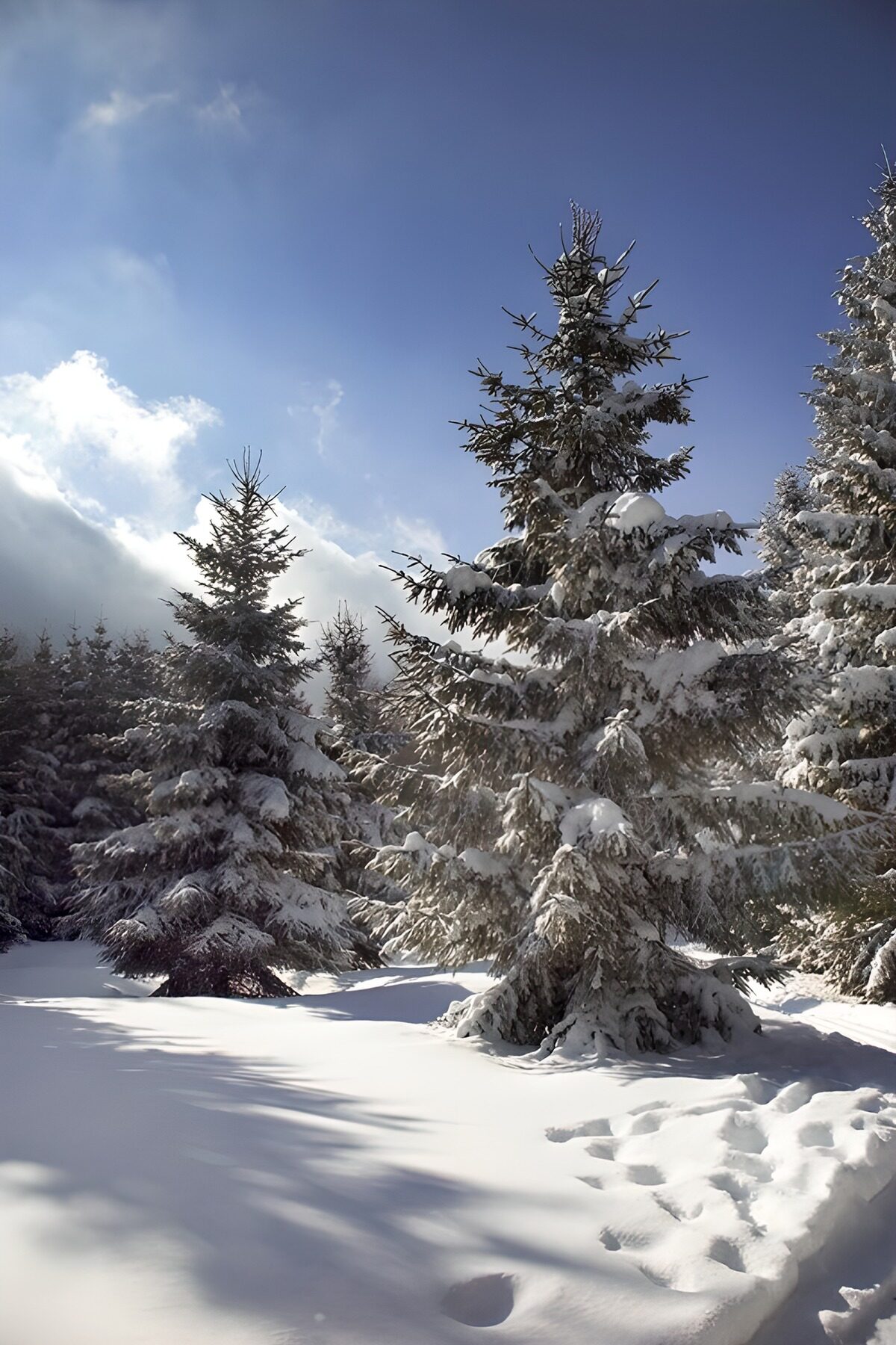 PDGIT2634995: Bosco di conifere al sole d’inverno