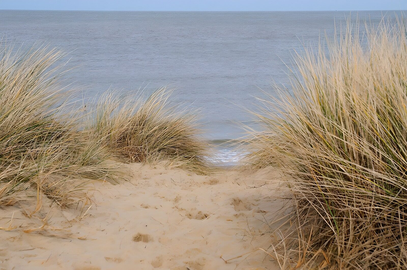 PDGIT4091079: Sabbia ed erba delle dune sul mare calmo