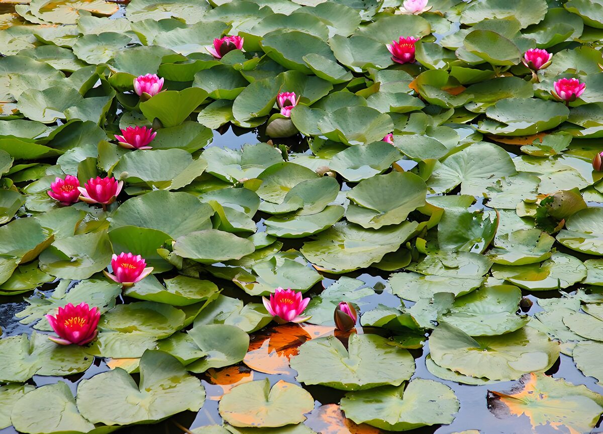 Ninfee rosa tra larghe foglie verdi