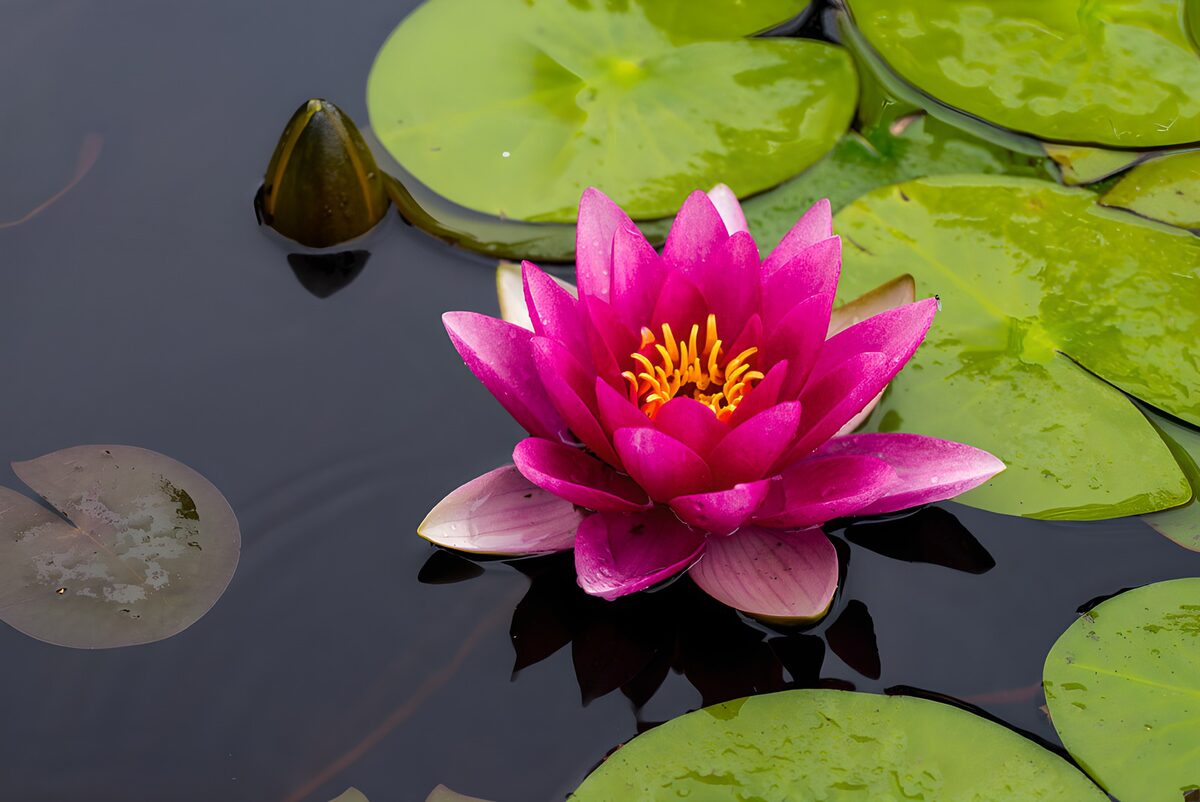 Petali di ninfea rosa sospesi sul buio