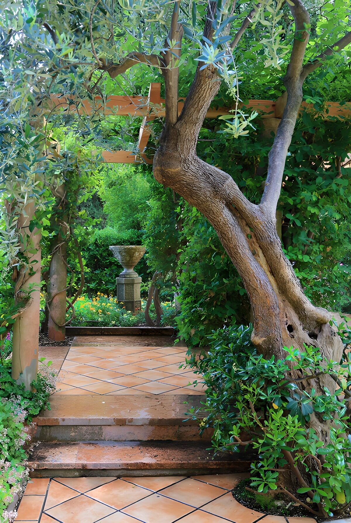PDGIT8844948: Sentiero all’ombra di ulivo e pergola