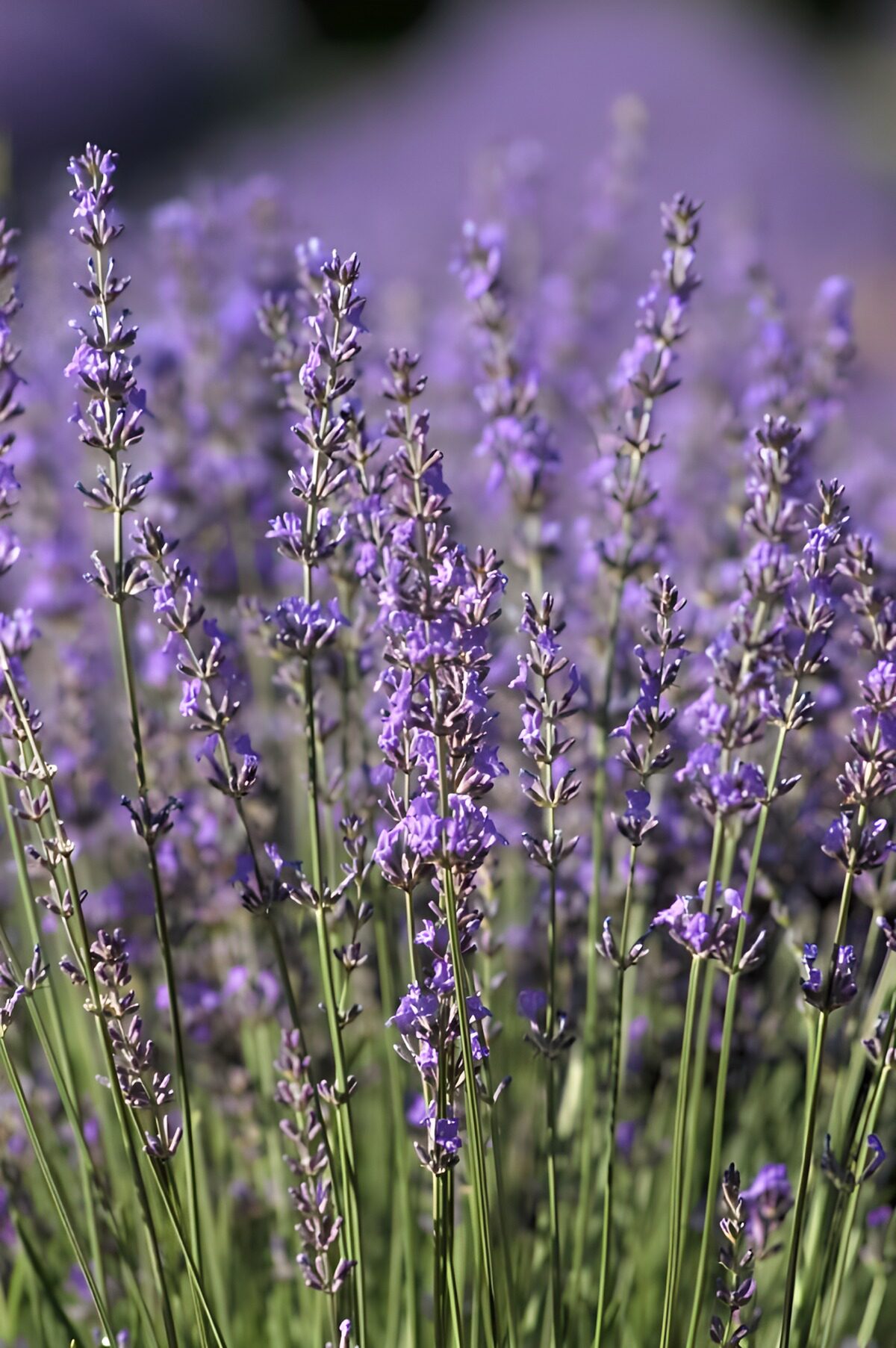 PDGIT1132769: Lavanda in fiore nella luce