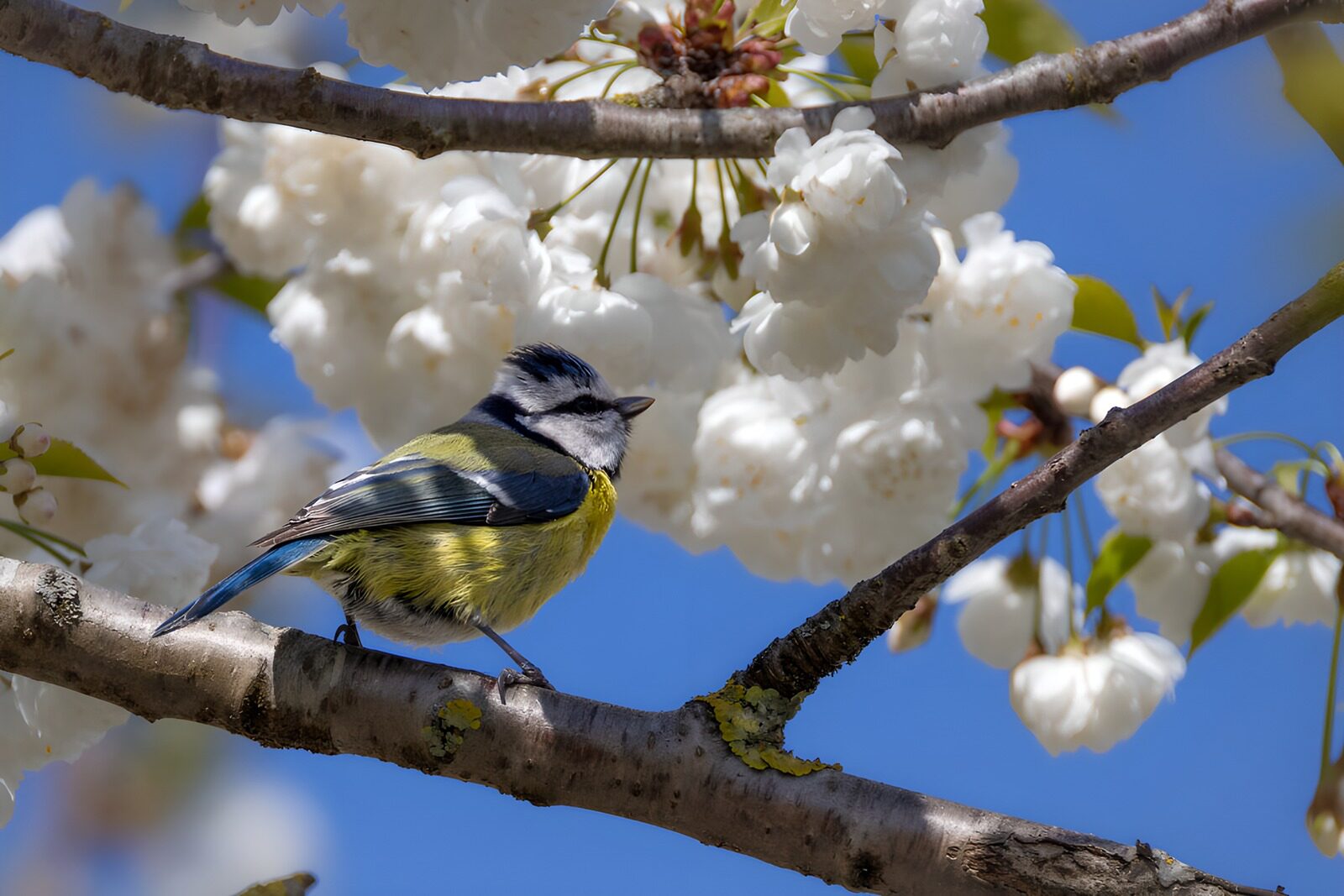 PDGIT7657519: Cinciarella su un ramo in fiore